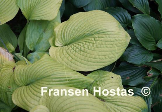 Hosta Fourteen Carats